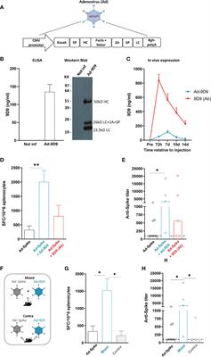 Adenovirus Encoded Adjuvant (AdEnA) anti-CTLA-4, a novel strategy to improve Adenovirus based vaccines against infectious diseases and cancer